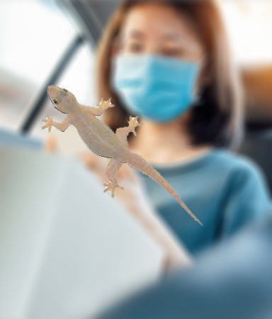 Lizards Control