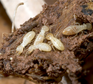 Termite Pest Control in Badlapur